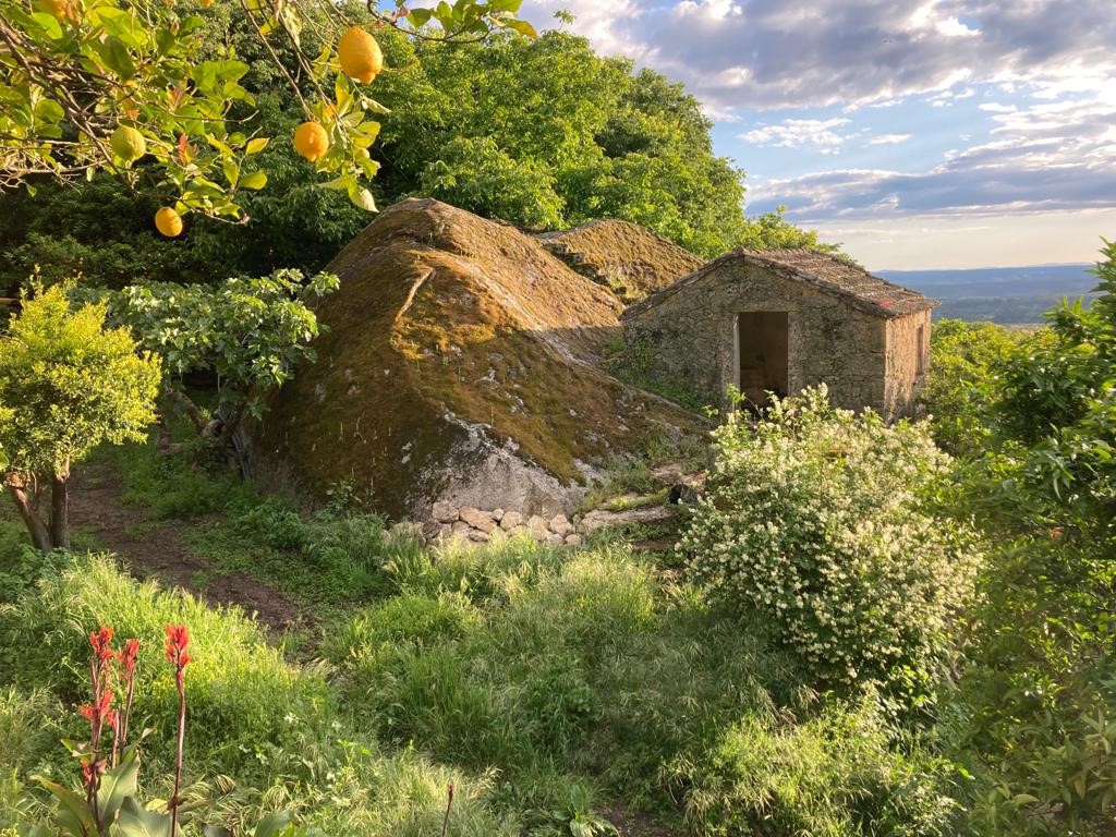 A corça